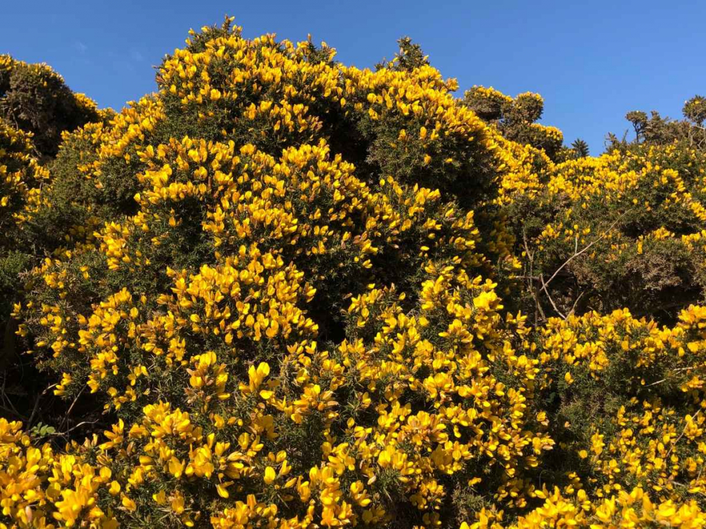 gorse flowers on headon warren